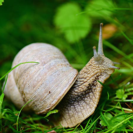 Foto „snail“ (4236371) von MabelAmber @ Pixabay