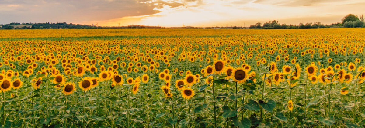 Foto „sunflower“ (1502357) von adamkontor @ Pixabay