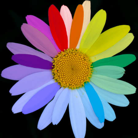Foto: Coloriert, „Gänseblümchen“ von Colter Olmstead @ Unsplash Foto: Coloriert, „Gänseblümchen“ von Colter Olmstead @ Unsplash