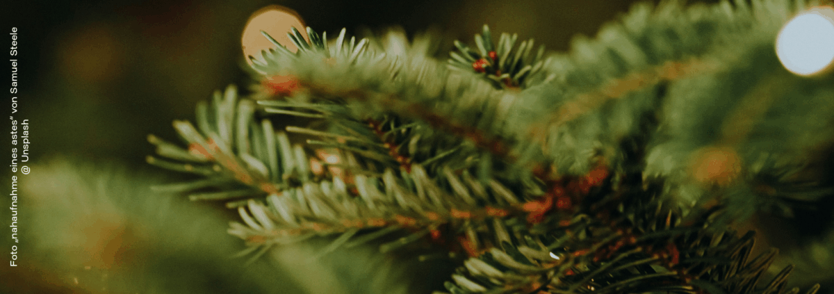 Foto „nahaufnahme eines astes“ von Samuel Steele @ Unsplash